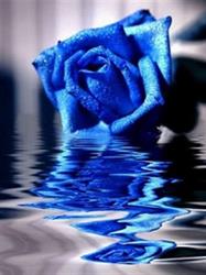 Rosa Blu Di Sacco Leonardo