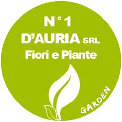 D'auria SRL