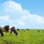 Arcuri Cereali Benessere Animale