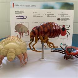 Ambulatorio Veterinario Tirreno