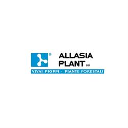 Allasia Plant