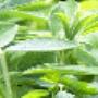 Erba Medica Biologica Punto Verde Bio