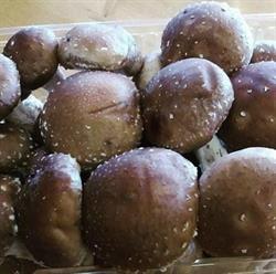 Dal Forno Licia