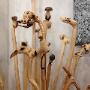 Legno
