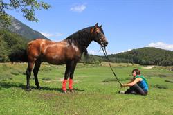 C.e.a. S.a.s. Di Bezzi Giovanna & C. Centro Equitazione