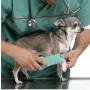 Chirurgia Ortopedica Veterinaria