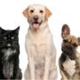 Animali Domestici