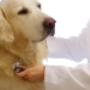 Ambulatori Veterinari