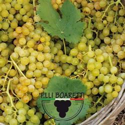 F.lli Boaretti Di Boaretti Silvia & C. Sas