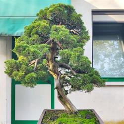 Barbazza Bonsai S.r.l.