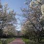 Viale