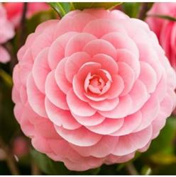Fiori E Piante La Camelia
