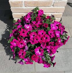Floricoltura Sabbadin