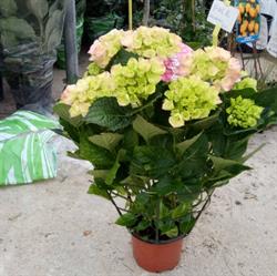 Società Agricola F.Lli Filippini Snc Vivaio Piante Fiori