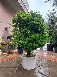 Società Agricola Semplice Progetto Verde Di Tumeo E Messina