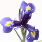 Iris Blu Gioielli Di Allegretto Daniela