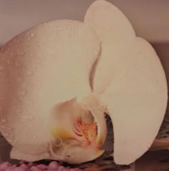 Estetica E Benessere Di Fogliato Annamaria