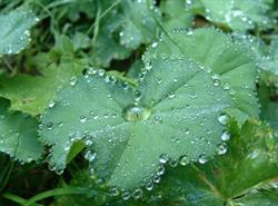 L'alchemilla