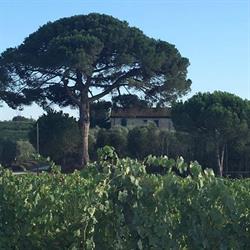 Fattoria Di Celaja S.r.l.- Societa' Agricola