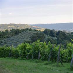 Azienda Agricola Castello Delle Regine S.p.a.