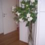 Doghe in rovere prefinito verniciato