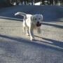 Allevamento Golden Retriever BLUE MOON