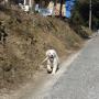 Allevamento Golden Retriever BLUE MOON