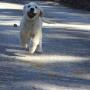 Allevamento Golden Retriever BLUE MOON