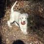 Allevamento Golden Retriever BLUE MOON