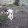 Allevamento Golden Retriever BLUE MOON