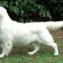 Allevamento golden retriever