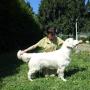 Allevamento golden retriever