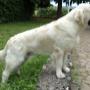 Allevamento golden retriever
