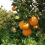 arance di ribera dop