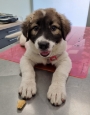 Visite specialistiche veterinarie
