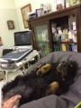 Ecografia addominale veterinaria