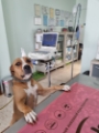 Ecocardiografia veterinaria
