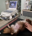 Ecografia veterinaria