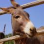 pongo