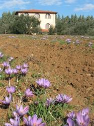 Agriturismo  La Steccaia Alta