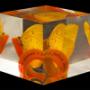 farfalla inglobata nel plexiglas