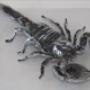 scorpione inglobato nel plexiglas