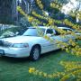 limousine 1
