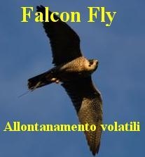 Falcon Fly