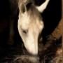 Il Cavallo