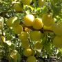 Frutta