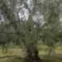 ulivi