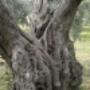 ulivo