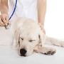 Ambulatorio Veterinario
