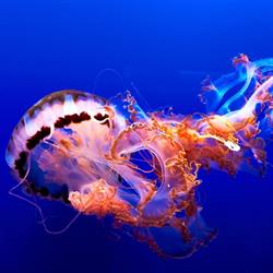 Aquarium Di Tartabini Cilio
